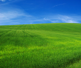 green field and blue sky