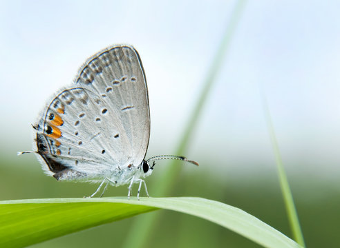 Tiny Gray Hairstreak butterfly on a blade of grass