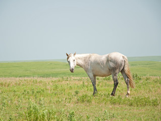 Gray flea bitten horse looking at the viewer in pasture against wide open prairie landscape