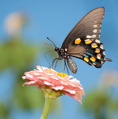 Green Swallowtail butterfly feeding on pink Zinnia against bright blue sky