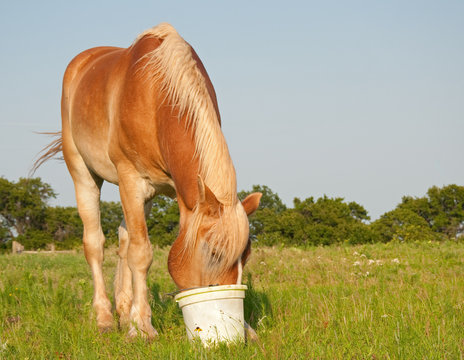 Belgian draft horse eating his grain out of a bucket in the pasture