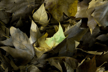 Hojarasca amontonadas en el suelo en otoño