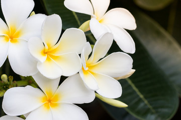 Fototapeta na wymiar bouquet of white plumeria frangipani flowers
