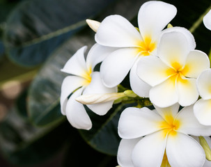 bouquet of white plumeria frangipani flowers