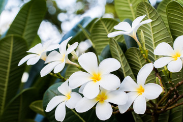 bouquet of white plumeria frangipani flowers