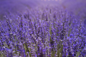 purple field