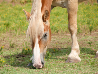 Closeup of a beautiful blond Belgian draft horse grazing in summer