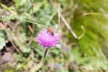 Bee on an alpine Centaurea scabiosa