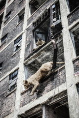 Lions in Urban Jungle. Young lions in a window of an decrepit abandoned building.