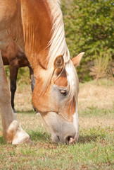Naklejka na ściany i meble Closeup of a Belgian draft horse grazing