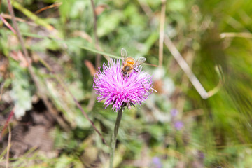 Bee on an alpine Centaurea scabiosa
