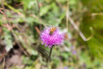 Bee on an alpine Centaurea scabiosa