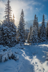 Fototapeta na wymiar Winter forest in Tatras Mountains, Poland