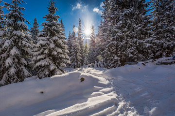 Winter mountain trail in the woods at sunrise, Poland