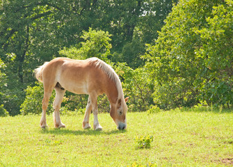 Blond Belgian Draft horse grazing in green spring pasture