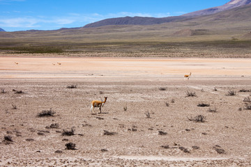 Fototapeta na wymiar Mit Guanakos in der Wüste
