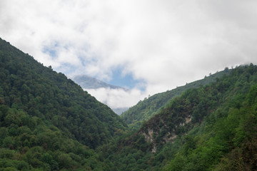 Obraz premium Hyrcania Forest, Mazandaran, Iran