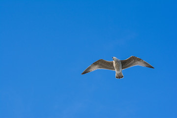Seagull