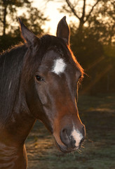 Obraz premium Closeup of a dark bay Arabian horse in morning light