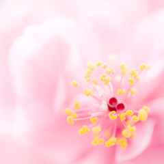 Fototapeta premium Pink flower background