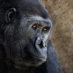 Western Lowland Gorilla VII