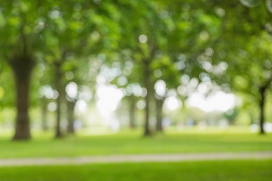 Blur view of trees  - Powered by Adobe