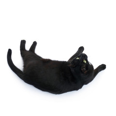 Lying black cat isolated over the white background