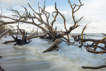 Fallen trees in flood tide