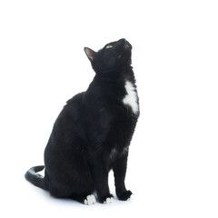 Sitting black cat isolated over the white background