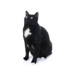 Sitting black cat isolated over the white background