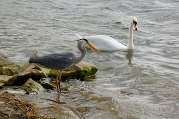Graureiher und Schwan an der Alten Donau/Wien