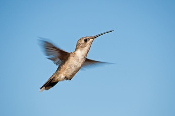 Female Ruby-throated Hummingbird hovering against blue sky © pimmimemom