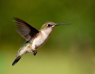 Fototapeta na wymiar Hummingbird female hovering against green background