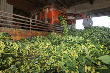 hops farmers working with hop picking machine , Villoria village , Leon , Spain