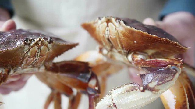 Man holds two live Dungeness crabs