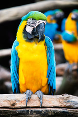 Macaw parrot