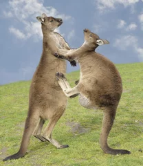 Photo sur Aluminium Kangourou grey kangaroos fighting