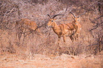 impala Nakuru National Park, Kenya