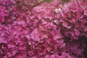 pink hydrangea or hortensia