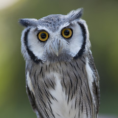 Closeup of a Northern White-faced Owl
