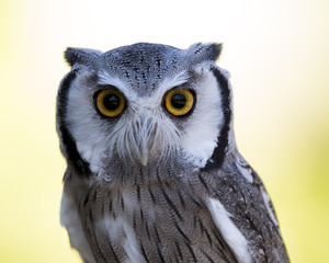 Closeup of a Northern White-faced Owl