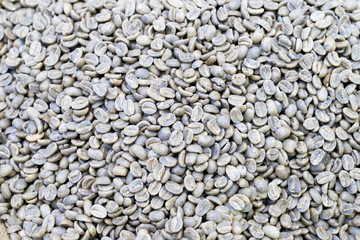 Raw coffee bean