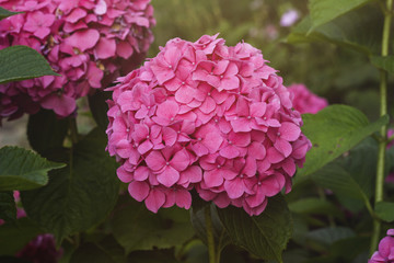 pink hortensia flowerhead