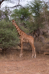 giraffes in Aberdare National Park, Kenya