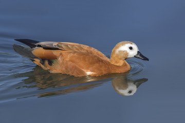Ruddy Shelduck swimming in a pond