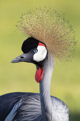 Closeup of Gray Crowned Crane