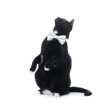 Sitting black cat isolated over the white background