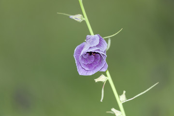 Obraz premium Solitary Bloom