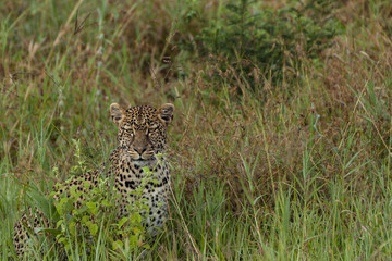 Leopard in the Tall Grass