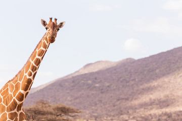  giraffe in Samburu Park in Kenya